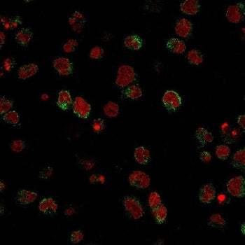 Immunofluorescent staining of human U937 cells with Calponin antibody (clone SPM490, green) and Redd