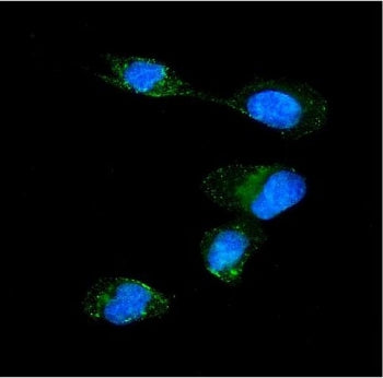 Immunofluorescent staining of FFPE human U-2 OS cells with KPNA1 antibody (green) and DAPI nuclear s