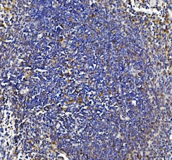 IHC testing of FFPE mouse spleen tissue with IL18 antibody at 2ug/ml. Required HIER: steam section i