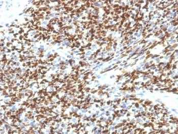 PAX7 Antibody