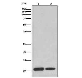 Western blot testing of 1) human ThP-1 and 2) mouse brain lysate with MIF antibody. Predicted molecu