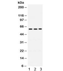 RAG2 Antibody