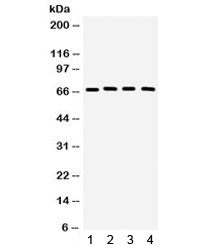 CRY2 Antibody