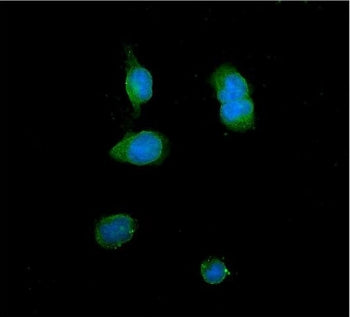 ITLN1 Antibody / Intelectin-1