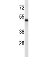 ABI2 antibody western blot analysis in mouse heart tissue lysate. Predicted molecular weight ~55 kDa