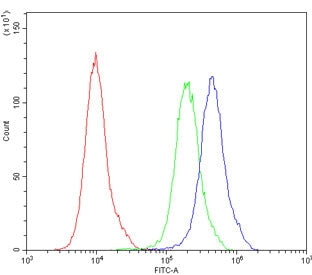 AQP2 Antibody / Aquaporin 2