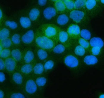 Immunofluorescent staining of FFPE human A431 cells with PGDH antibody (green) and DAPI nuclear stai