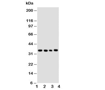 Bub3 Antibody