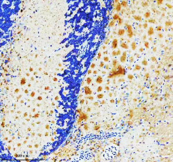 IHC staining of FFPE zebrafish brain tissue with Zebrafish Pgk1 antibody. HIER: boil tissue sections
