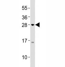 Olig3 Antibody