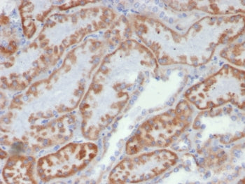 IHC staining of FFPE human kidney tissue with FGF23/6419 at 2ug/ml. HIER: boil tissue sections in pH