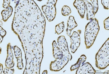 MOV10 Antibody