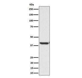 Western blot testing of human HepG2 cell lysate with ENDOGL1 antibody. Predicted molecular weight ~4