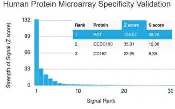 c-RET Antibody