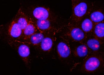 Immunofluorescent staining of FFPE human U-2 OS cells with Pancreatic lipase-related protein 2 antib