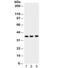 Syntaxin 1a Antibody