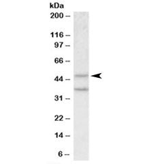 Mboat4 Antibody