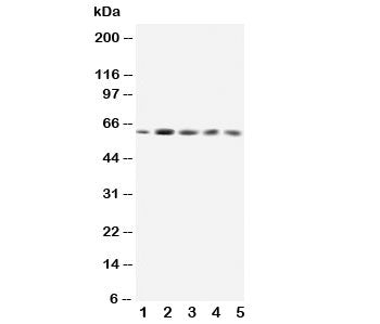 GRB7 Antibody