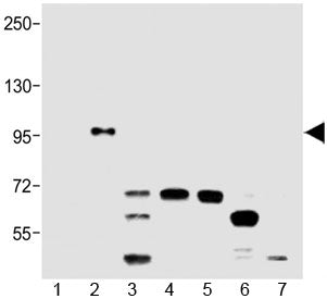 Western blot testing of 1) BRAF-600V, 2) BRAF-V600E, 3) Raji, 4) HeLa, 5) A549, 6) T47D and 7) MDA-M