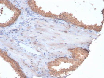 HSP90 alpha Antibody / HSP90AA1