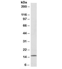 Western blot testing of human lymph node lysate with CCL21 antibody at 0.1ug/ml. Predicted molecular