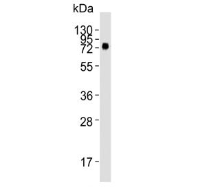 CD73 Antibody