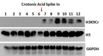 Western blot testing using H3K9cr antibody. Anti-Histone H3 and anti-G6PDH were used as controls. A 