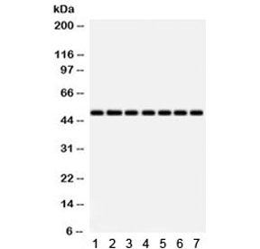 IDH2 Antibody