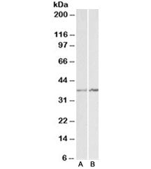 Western blot testing of K562 [A] and NIH3T3 [B] lysates with Annexin A1 antibody at 1ug/ml. Predicte