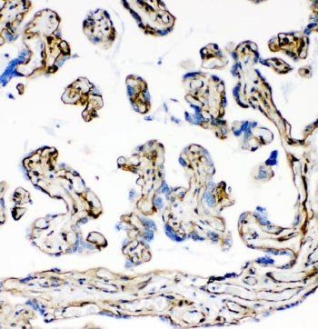 IHC staining of FFPE human placental tissue with Laminin antibody. HIER: boil tissue sections in pH8