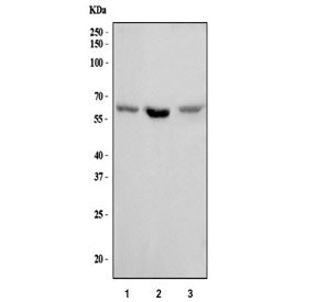 Syndecan 3 Antibody