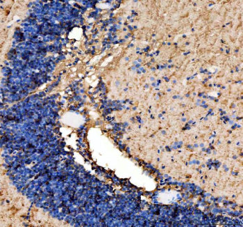 Immunohistochemical analysis of Zebrafish Ago4 using Zebrafish Ago4 antibody and zebrafish cerebellu