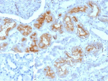 IHC staining of FFPE human kidney tissue with PD-Ibeta antibody (clone ENPP3/9891). Inset: PBS used 
