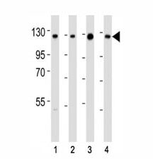 SIRT1 Antibody