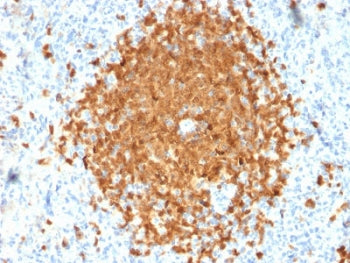 IHC testing of FFPE human spleen with BOB-1 antibody (clone BOB1/2424). HIER: boil tissue sections i