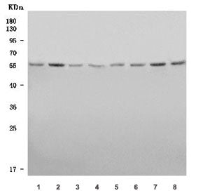 SMARCD1 Antibody / BAF60A