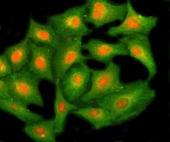 Immunofluorescent staining of FFPE human A549 cells with NHP2 antibody (red) and Beta Tubulin mAb (g