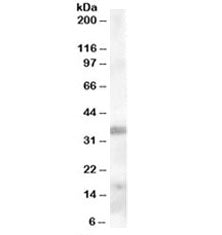 Western blot testing of human tonsil lysate with TIM-3 antibody at 0.3ug/ml. Expected molecular weig
