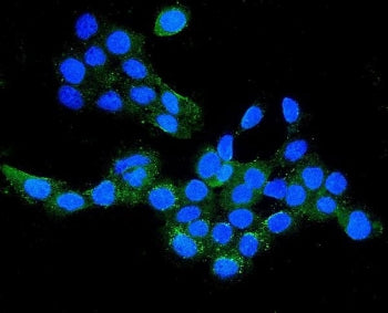 Immunofluorescent staining of FFPE human A431 cells with Claudin 16 antibody (green) and DAPI nuclea