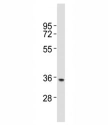 NANOG Antibody