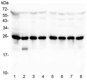 Western blot testing of human 1) PC-3, 2) HEK293, 3) Jurkat, 4) Caco-2, 5) U-2 OS, 6) HepG2, 7) HeLa