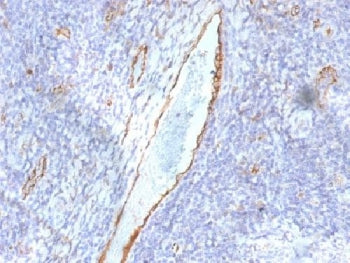 IHC testing of FFPE human tonsil with von Willebrand Factor antibody (clone F8/86). Required HIER: b
