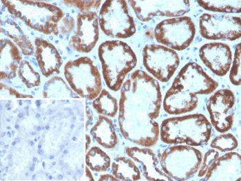 FGF-23 Antibody / Fibroblast Growth Factor 23
