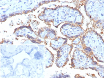 IHC staining of FFPE human placental tissue with HCG-alpha antibody (clone rHCGa/6975). Inset: PBS u