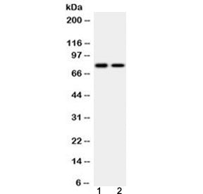 GAB1 Antibody / GRB2-associated-binding protein 1