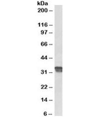 Western blot testing of human placenta lysate with Cyclin D1 antibody at 0.5ug/ml. Predicted molecul