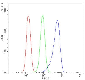 MLC1 Antibody