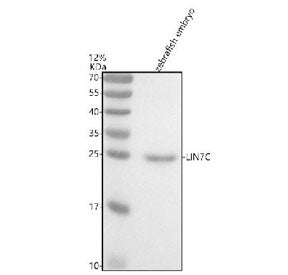 Western blot analysis of Lin7c protein using Zebrafish Lin7c antibody and zebrafish embryo tissue ly