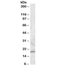 RGS13 Antibody
