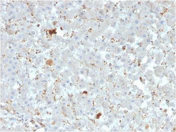 APOAIV Antibody / Apolipoprotein A4